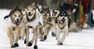 Iditarod sled dog race kicked off